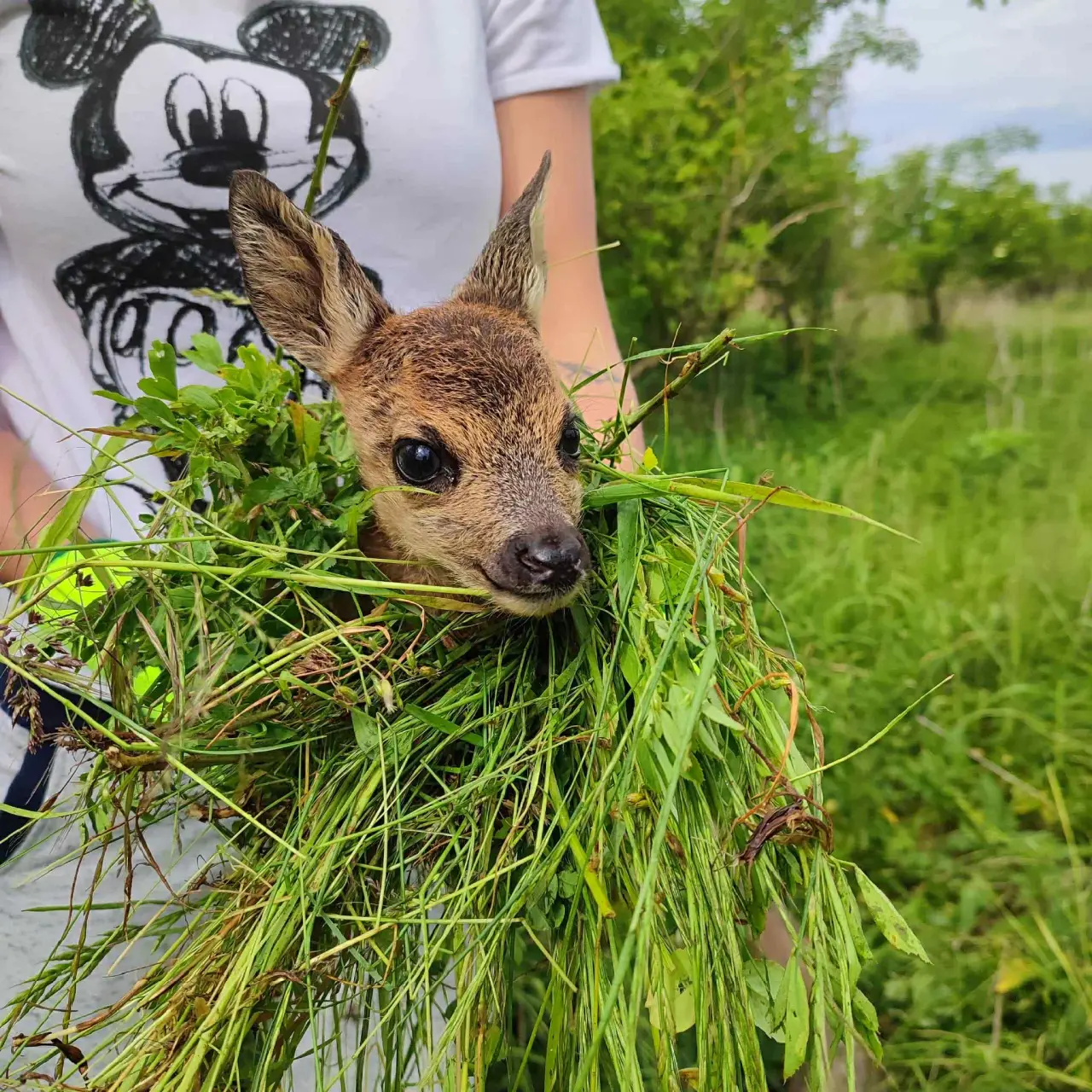 Pomohli jste zachránit mláďata a ztracená zvířata