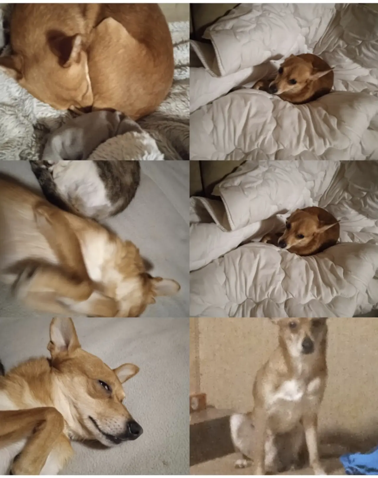 Pomohli jste Charliemu od bolesti