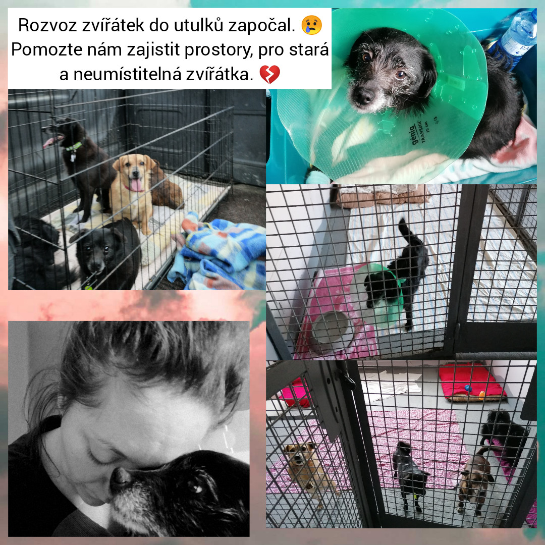 Záchrana azylového domu Nazdárek pro nechtěná a nemocná zvířátka