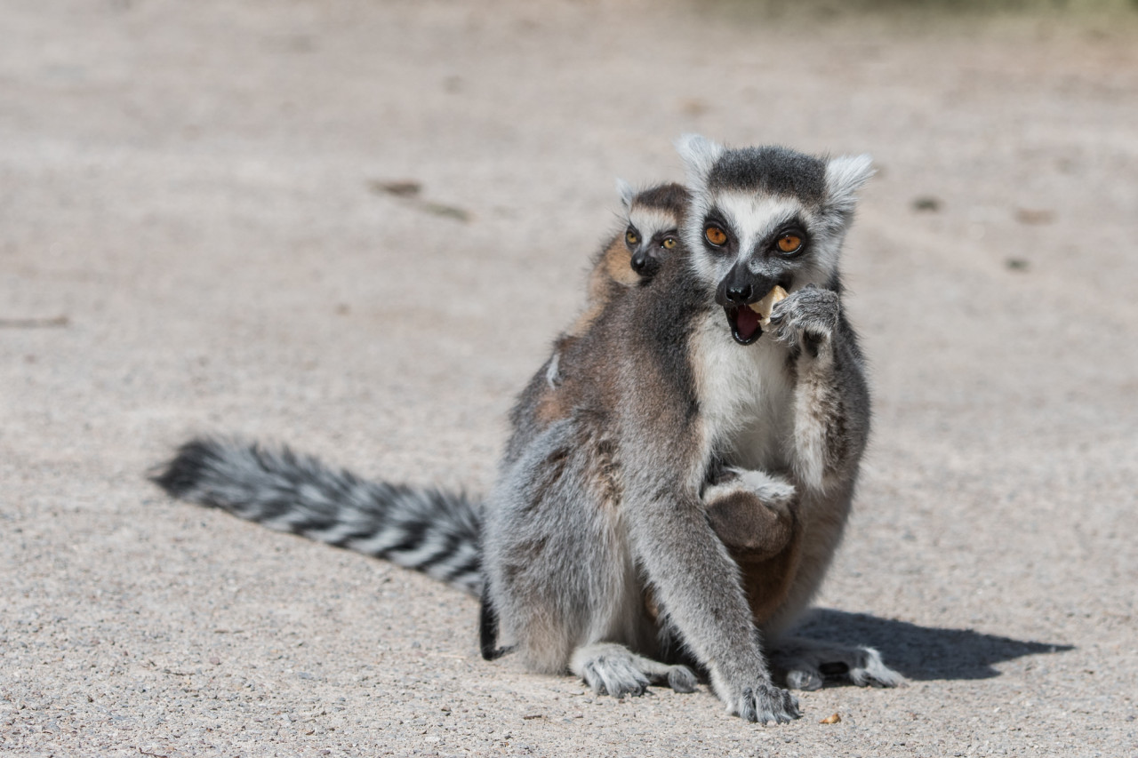 Podpořte dvojčata lemura kata, která se narodila v Zoo Praha v době karantény