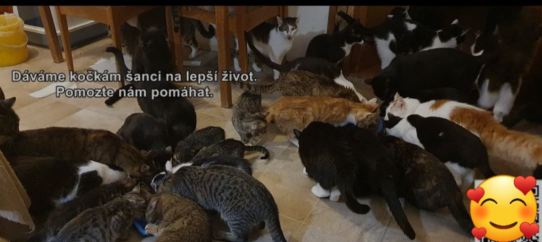 Pomoc pro více, něž 100 kočiček v Šonovském depozitu
