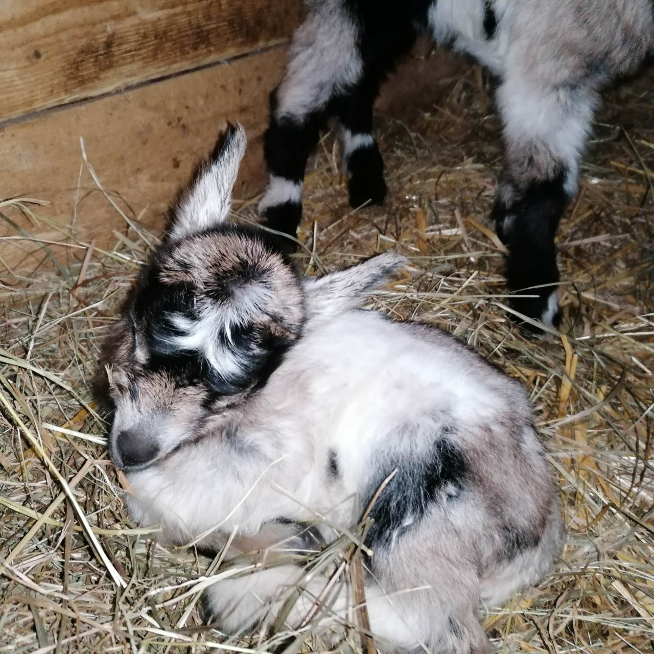 Pomohli jste malé kozí farmě