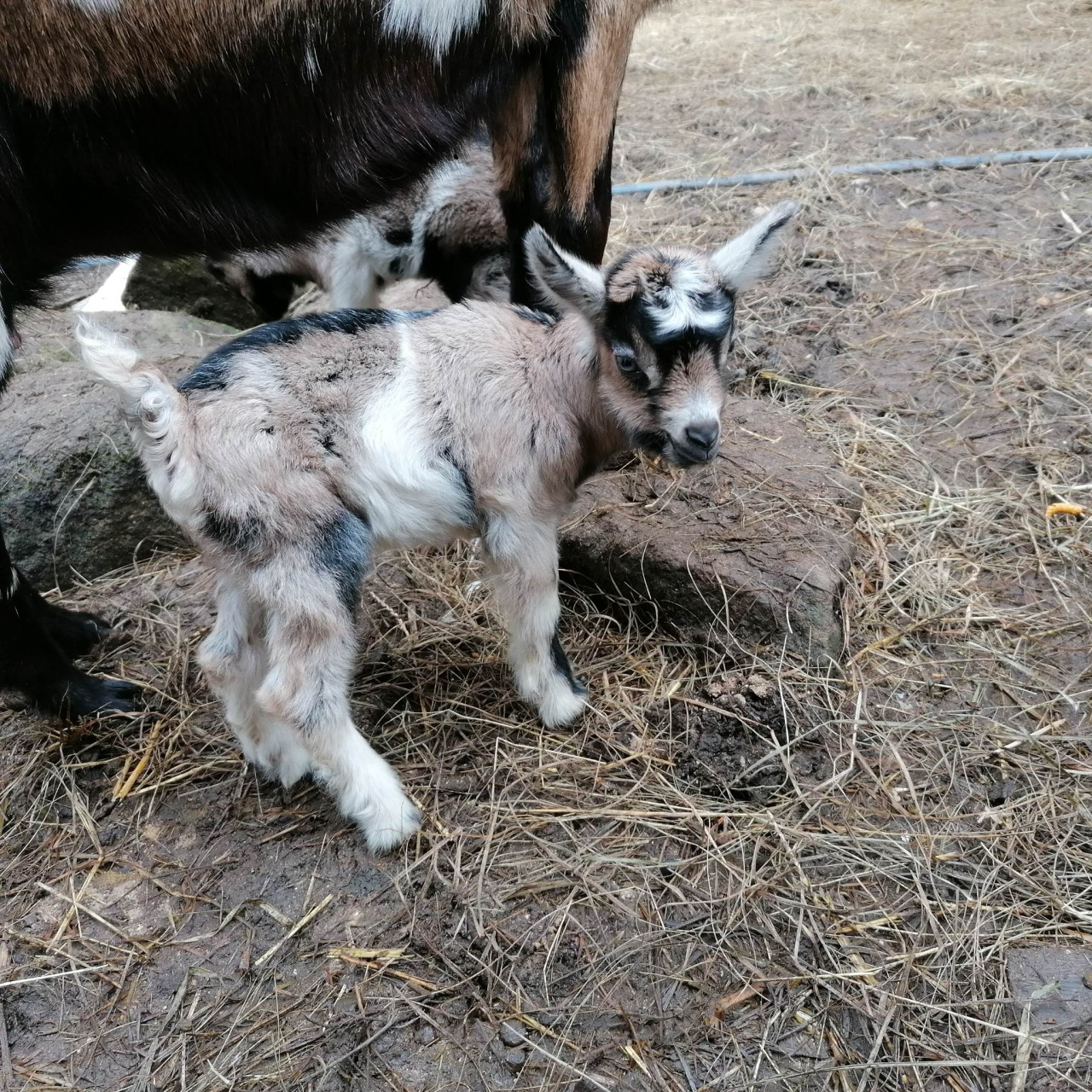 Pomohli jste malé kozí farmě