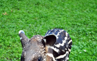 Oddychový přístřešek pro tapíry jihoamerické