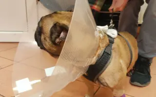 Operace očí a endoskopie pro buldočka Edu