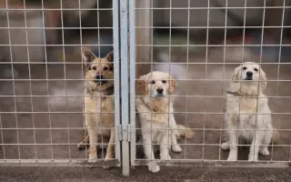 🙏🐾 Prosíme: "Pomozte nám uhradit veterinární péči pro pejsky bez domova." 🐾🙏