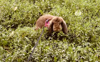 Prosíme, pomozte Nefince přestat trpět 💔