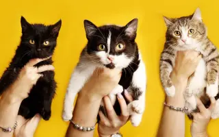 Dnes pomůžete jedné, zítra stovkám: Podpořte kastrace