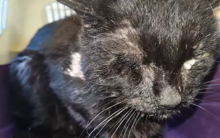 Odchytová technika pro spolek Pátrání a odchyty zvířat ARES z.s.