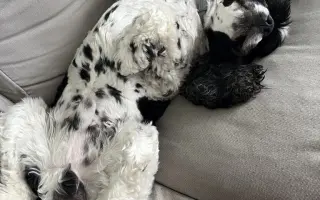 🐾 Pomozme Dubínkovi vyhrát svůj boj