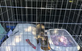 Pomozte nám pořídit útulkové auto pro převozy zvířátek v nouzi