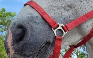 Valášek Artuš z Bezdědic - léčba a rehabilitace zlomeniny