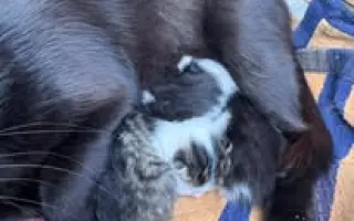Sbírka na veterinární ošetření pro 30 koťat z Kralup a okolí.