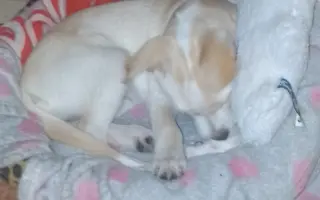 Operace pro naši malou Rexinu