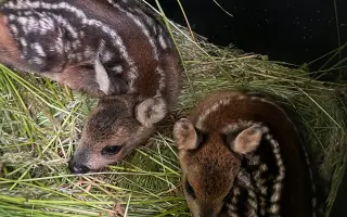 Očima neviditelní - Dronem k záchraně mláďat