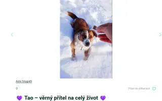 Pomáháme opuštěným a týraným psům najít cestu domů 🩷