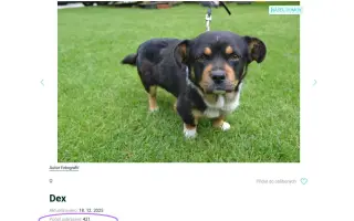 Pomáháme opuštěným a týraným psům najít cestu domů 🩷