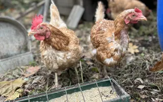 Bezpečný výběh pro slepičky, které dostaly druhou šanci