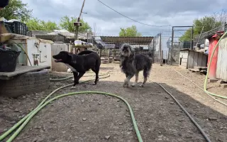 Vánoční sbírka: 100 plných misek pro rumunské pejsky