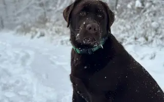 Akutní ortopedická léčba pro Arga 🤎