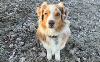 Veterinární vyšetření a léčba pro Matyldu