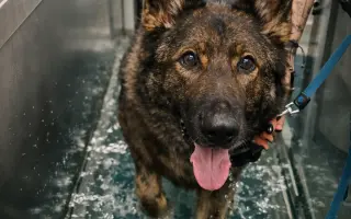 Léčba, která nekončí - Fůrie