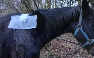 Operace pro Nitise - šance k jeho plnému uzdravení