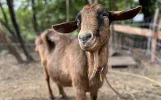 Krmení a seno pro zachráněná zvířata