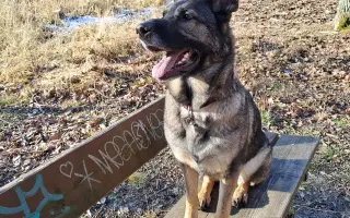 Pomozte Bailey znovu běhat bez bolesti