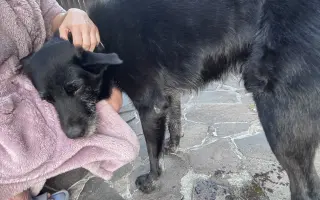 Lepší život pro Baska - sbírka na MRI