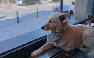 Pomozte Toffíkovi zpět na nohy: sbírka na protézu a ortézu