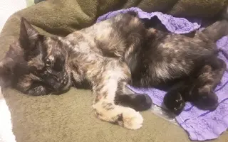 Kočička Firdous sní o dni kdy si bude moct znovu hrát