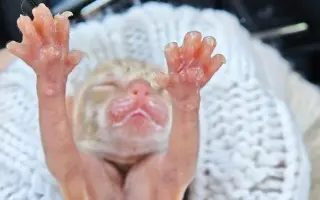 ZACHRAŇME KOŤÁTKA PŘED ZIMOU!