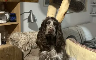 Topinka - štěňátko s těžkým startem do života