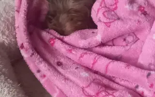 Bojovník Bertík vážící pouhé 1 kilo