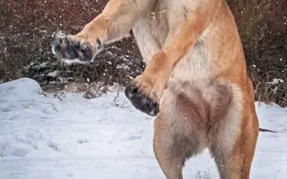 Prosím pomozte zachránit Ziwikovi život