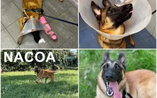 🙏🐾 Prosíme: "Pomozte nám uhradit veterinární péči pro pejsky bez domova." 🐾🙏