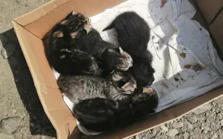 Šance na život pro Ouška a další kočičky z našeho depozita