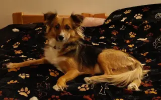 Pomozme Sourince uzdravit se a znovu pomáhat dětem ❤️