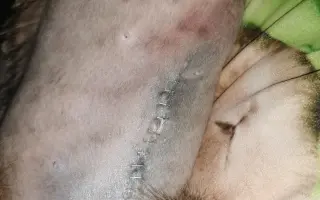 Pomozte Macince – operace a kastrace koťátka