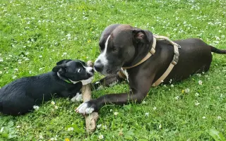 Pomoc pro staffíka Marleyho