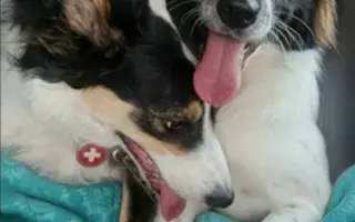 Zachraňme společně nemocného Badýska