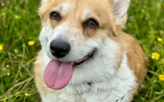 Srdce pro Ginu ❤️🦊