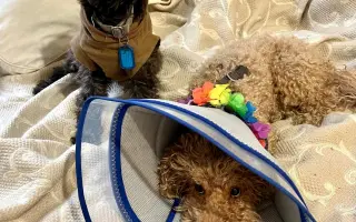 Sbírka na veterinu pro pudlíka Méďu