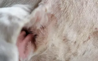 Pomohli jste Viušce zpátky do života