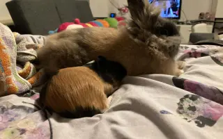 Sbírka na operaci pro Freddyho