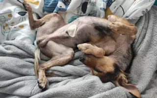 Voříškov přijal 45 nových chlupáčů - pomůžete spolu s námi změnit jejich příběh?