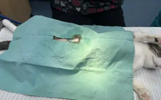 Vaše pomoc může změnit osud němých tváří