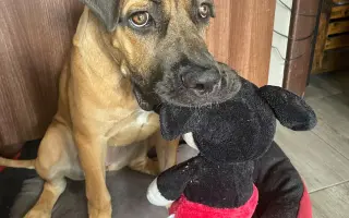 ❤️ Pomozme Ladynce znovu běhat 🐾