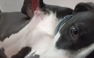 Pomozte našemu štěňátku Bleskovi přežít parvovirózu 🐾❤️